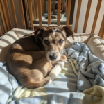 Ultimate Guide: First Night Rescue Dog Home, Scared – Proven Steps for a Calm Start