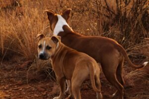 Dog Hackles: Purposes, Causes & What To Do About Them