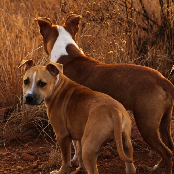 Dog Hackles: Purposes, Causes & What To Do About Them